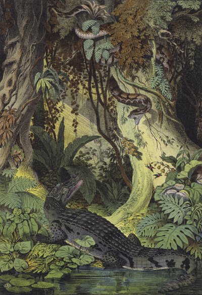 Animais das selvas amazônicas do Brasil (cor litho) de European School