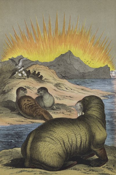 Animais da região do Pólo Norte (cor litho) de European School