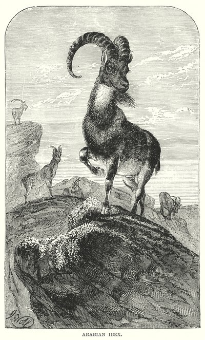 Ibex árabe (gravura) de European School