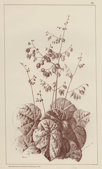 Bigonia (membros) de European School