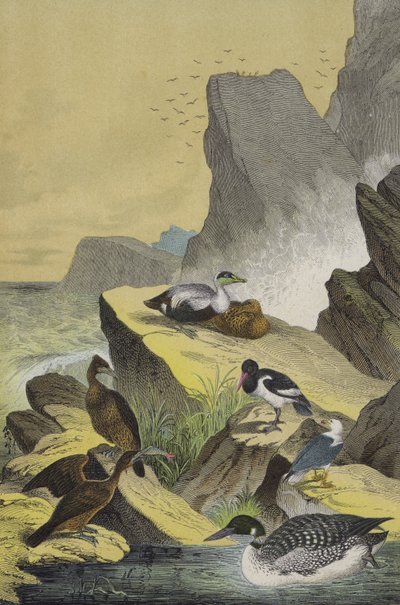 Aves das costas marítimas do norte da Europa (cor litho) de European School