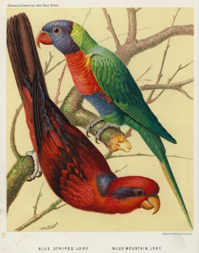 Lory de riscas azuis, Lory da montanha azul (litografia a cores) de European School