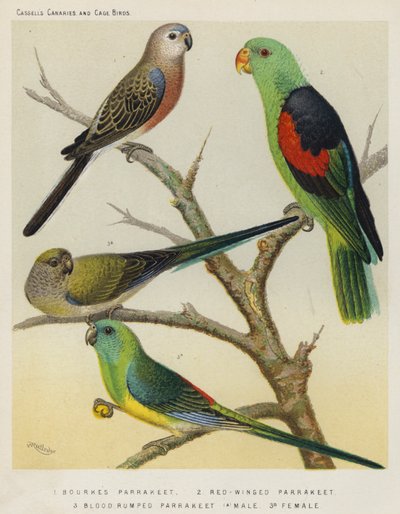 Bourkes Parrakeet, Red-winged Parrakeet, Blood Rumped Parrakeet, Macho, Fêmea (lito a cores) de European School