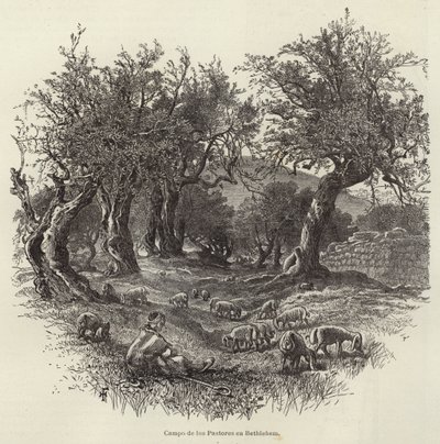 Campo dos pastores em Belém de European School