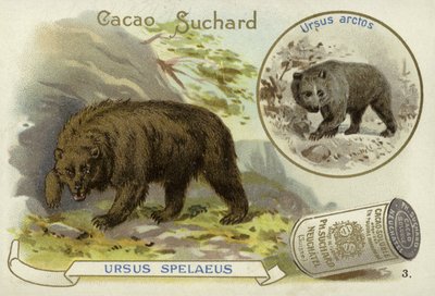 Urso da caverna e urso pardo de European School