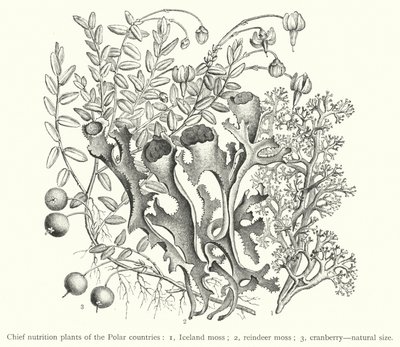 Principais plantas de nutrição dos países polares (gravura) de European School
