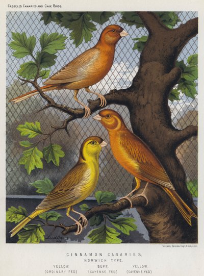 Canárias De Canela, Tipo De Norwich, Amarelo, Fed Ordinária, Amarelo, Cayenne Fed, Cayenne Fed, Yellow de European School