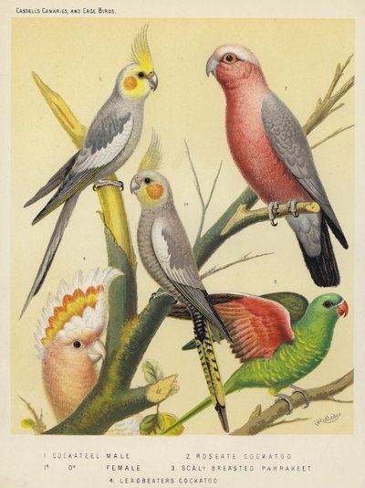 Catatau, Macho, Fêmea, Catatau rosado, Periquito de peito escamoso, Catatau de bico de chumbo (litografia a cores) de European School