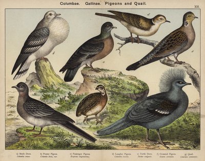 Columbae, Gallinae, Pombos e Codornizes (litografia a cores) de European School