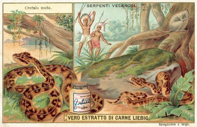 Copperhead (cromolitho) de European School