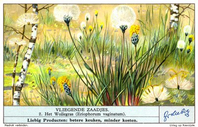 Erva-de-algodão (Eriophorum vaginatum) (cromólito) de European School