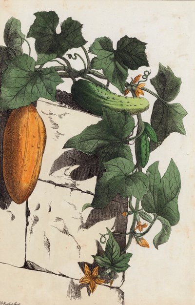 Planta de pepino (litografia a cores) de European School