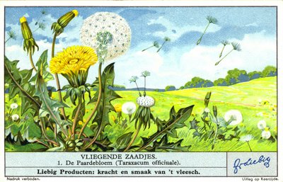 Dente-de-leão (Taraxacum officinale) (cromolito) de European School