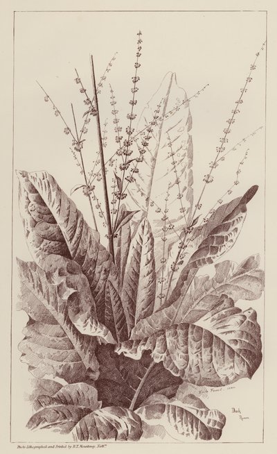 Doca, Rumex (litografia) de European School