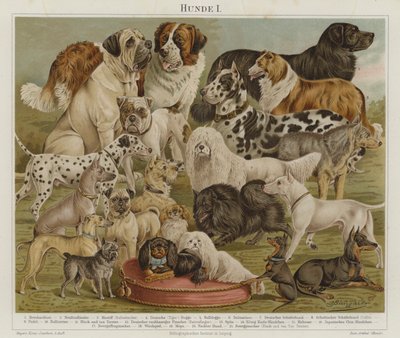 Cães (litografia a cores) de European School