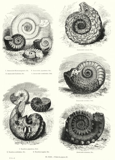 Fósseis de amonites e nautilus (litho) de European School