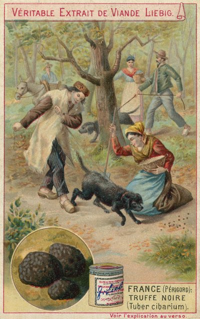 França (Perigord): trufa negra (Tuber cibarium) de European School