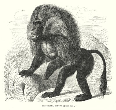 Babuíno de Gelada (gravura) de European School
