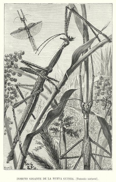 Insecto gigante da Nova Guiné (litho) de European School