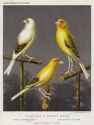 Pintassilgos e canários, lustre uniformemente marcado, amarelo variado, amarelo uniformemente marcado (litografia a cores) de European School