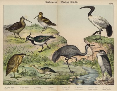 Grallatores, aves pernaltas (litografia a cores) de European School