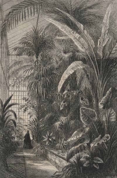Grande Serre Du Museum De Paris (gravura) de European School