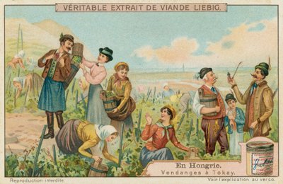 Colheita de uva para Tokay na Hungria de European School