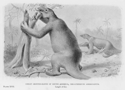 Great Ground-Sloth of South America, Megatherium Americanum (litho) de European School