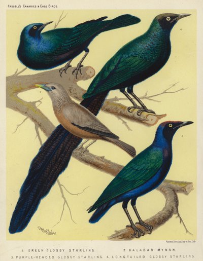 Estorninho lustroso verde, Mynah de Malabar, Estorninho lustroso de cabeça roxa, Estorninho lustroso de cauda longa (litografia a cores) de European School