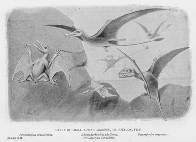 Grupo de Pequenos Dragões Voadores, ou Pterodáctilos (litho) de European School