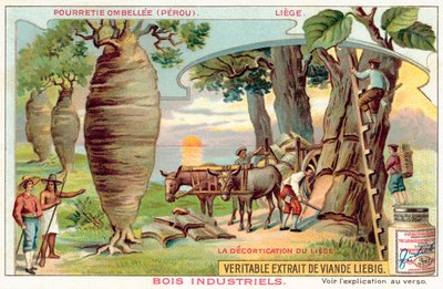 Colheita da casca das árvores no Peru (chromolitho) de European School