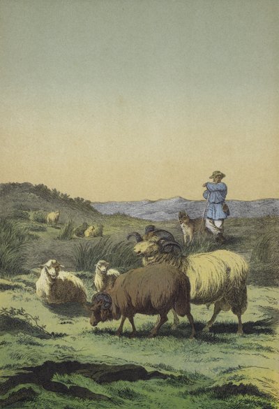 Charnecas da Europa Central: pastor e cão pastor com ovelhas Mourland e Merino (cor litho) de European School