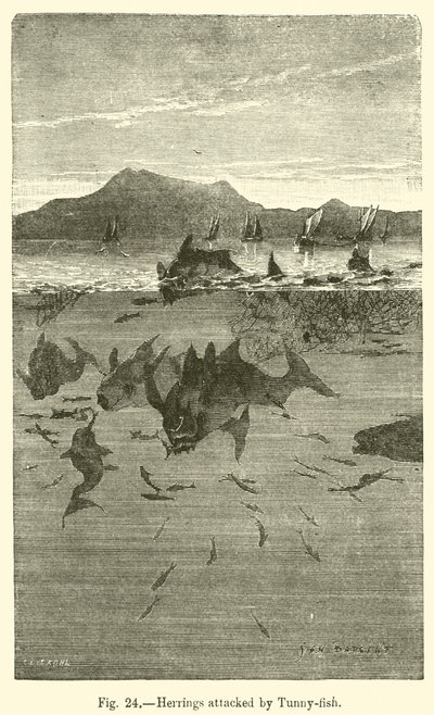 Herrings atacados por Tunny-fish (gravura) de European School