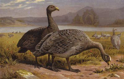 Cape Barren Goose de European School