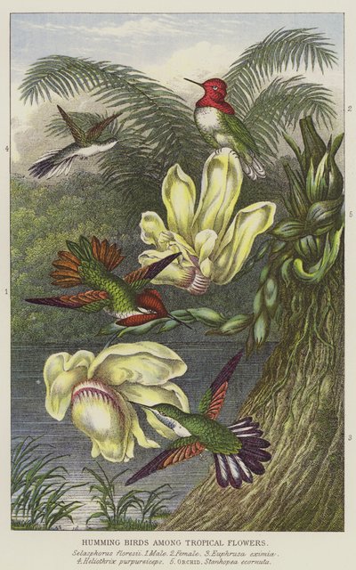 Beija-flores entre flores tropicais (gravura) de European School