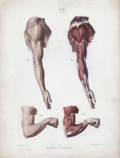 Ilustração para A Anatomia das Formas Externas do Homem: Braço e mãos masculinas (cor litho) de European School