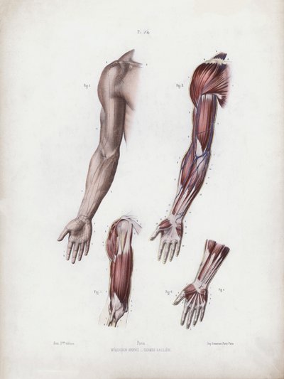 Ilustração para A Anatomia das Formas Externas do Homem: Braço e mãos masculinas (cor litho) de European School