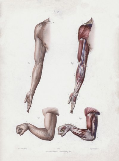 Ilustração para A Anatomia das Formas Externas do Homem: Braço e mãos masculinas (cor litho) de European School