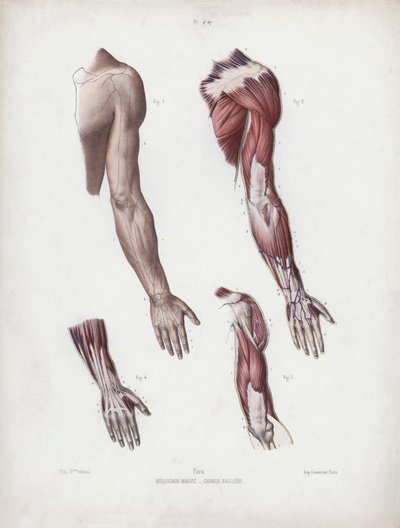 Ilustração para a anatomia das formas externas do homem: braços e mãos masculinos de European School