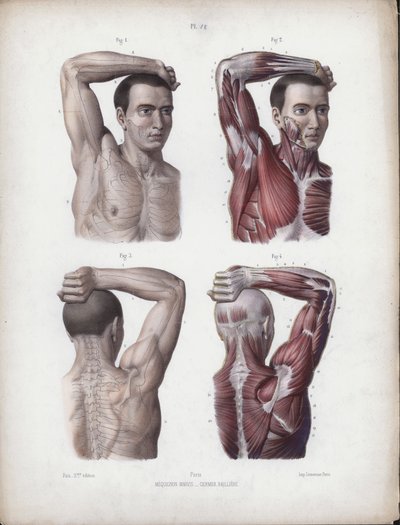Ilustração para a anatomia das formas externas do homem: masculino, braço, cabeça e tronco de European School