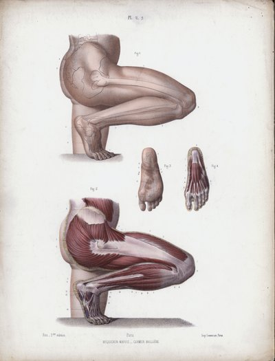 Ilustração para A Anatomia das Formas Externas do Homem: Perna e pé masculinos (cor litho) de European School