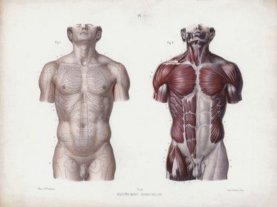 Ilustração para A Anatomia das Formas Externas do Homem: Torso masculino, vista frontal (cor litho) de European School