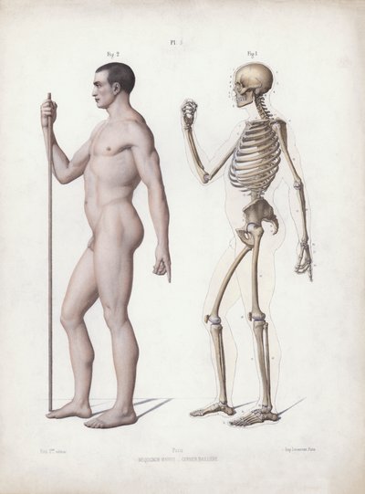 Ilustração para A Anatomia das Formas Externas do Homem: Homem de pé, vista lateral (cor litho) de European School