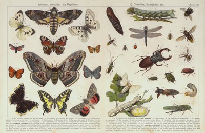 Insectos e outros invertebrados (chromolitho) de European School