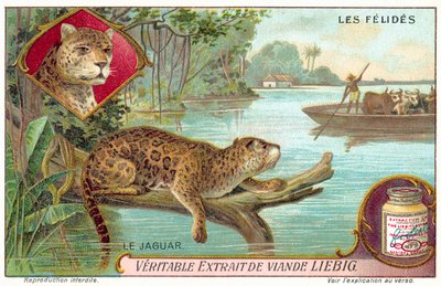 Jaguar (chromolitho) de European School