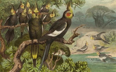 Keilschwanz-Kakadu, Corella de European School