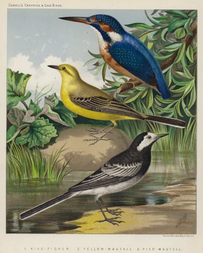 Pescador-rei, alvéola-amarela, alvéola-preta (litografia a cores) de European School