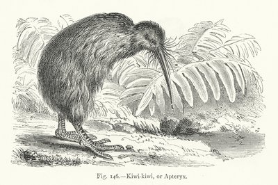 Kiwi-kiwi, ou Apteryx (gravura) de European School