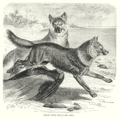 Cão selvagem da Malaia (gravura) de European School