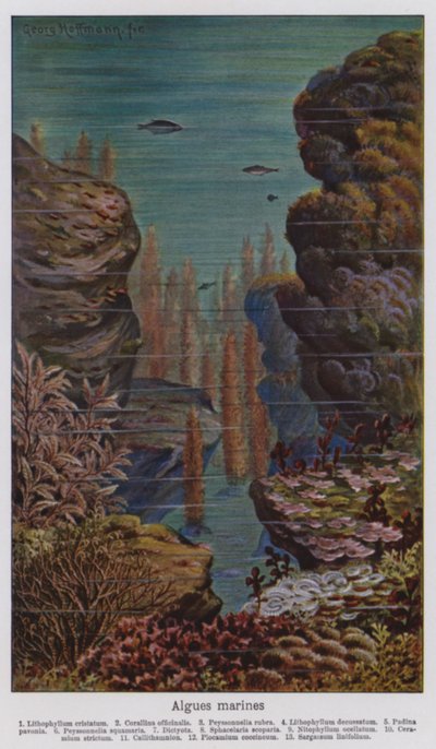 Algas marinhas (litografia a cores) de European School